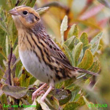 LeConte's Sparrow