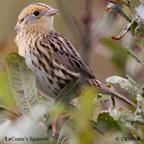 LeConte's Sparrow