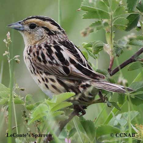 Birds of North America