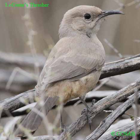 Birds of North America