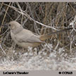 LeConte's Thrasher range map