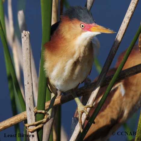 Birds of North America