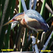 Marsh Birds