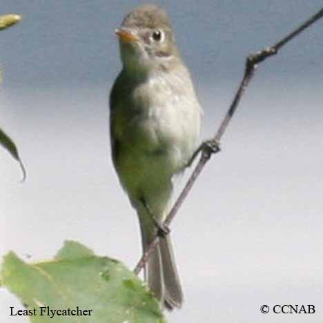 Least Flycatcher