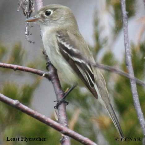 Birds of North America