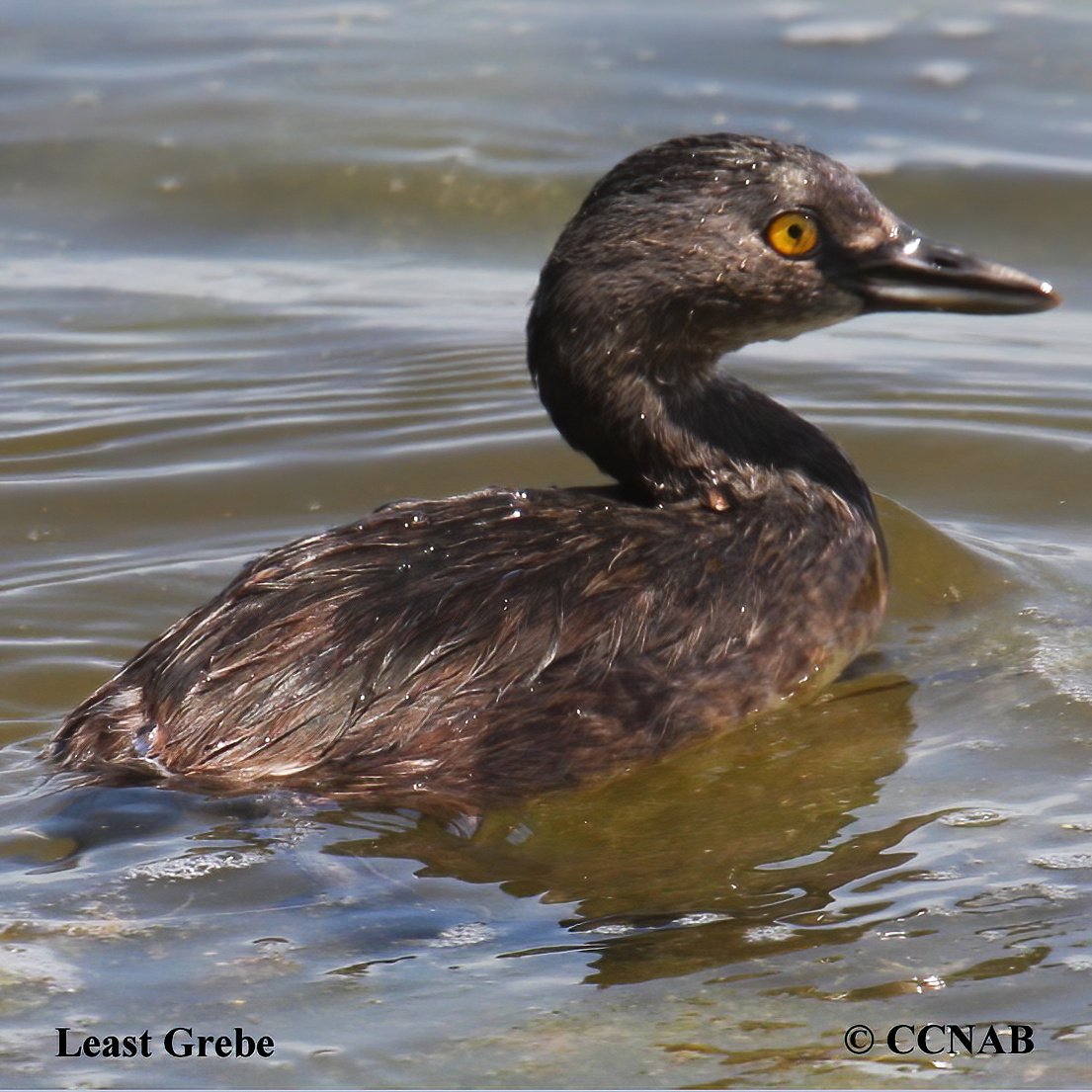 Birds of North America