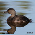 Least Grebe