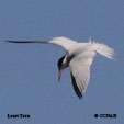 Least Tern range map