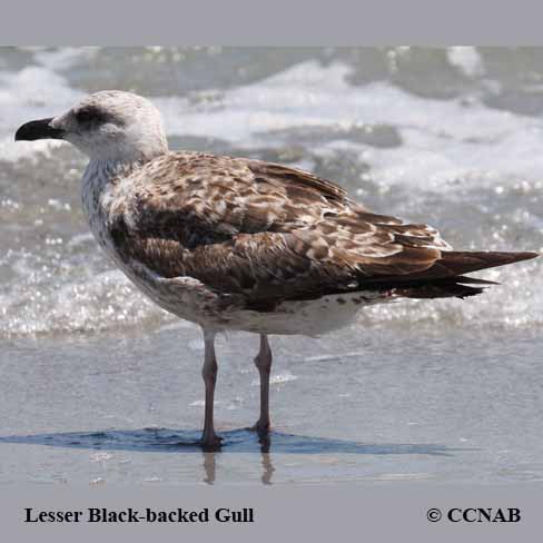 Birds of North America