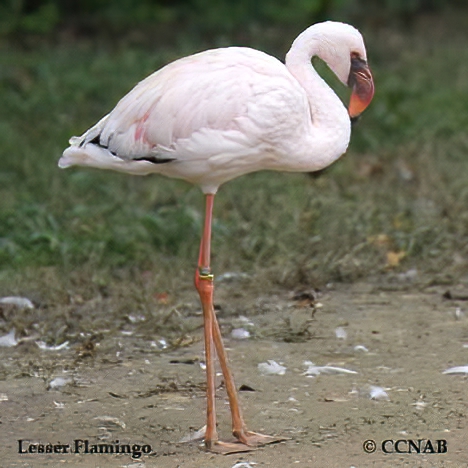 Lesser Flamingo