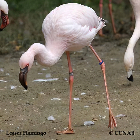 Lesser Flamingo