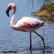 Lesser Flamingo range map