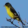 Lesser Goldfinch range map