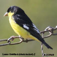 Lesser Goldfinch (black-backed) range map