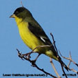 Lesser Goldfinch (green-backed) range map