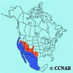 Lesser Goldfinch Range Map