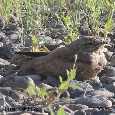 Lesser Nighthawk