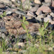 Lesser Nighthawk