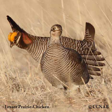 Lesser Prairie-Chicken