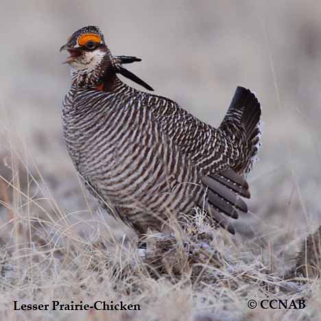 Lesser Prairie-Chicken