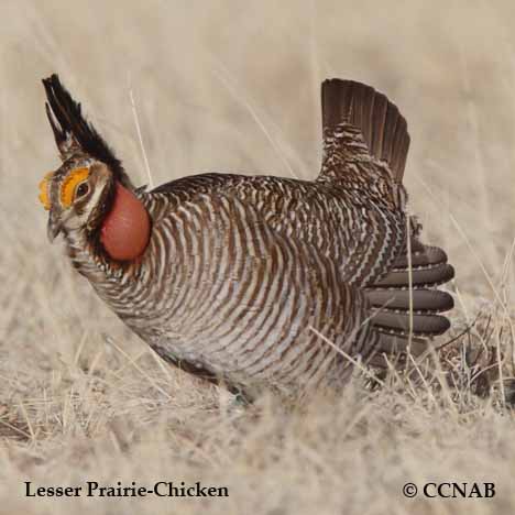 Lesser Prairie-Chicken