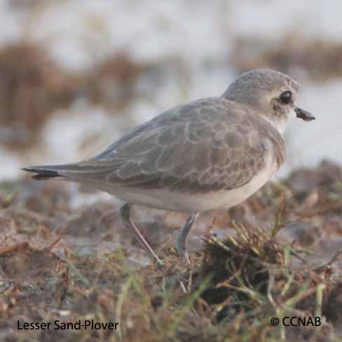 Birds of North America