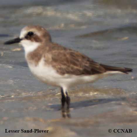 Lesser Sand-Plover