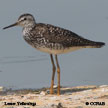 Lesser Yellowlegs