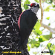 Lewis's Woodpecker