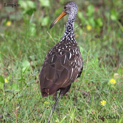 Limpkin