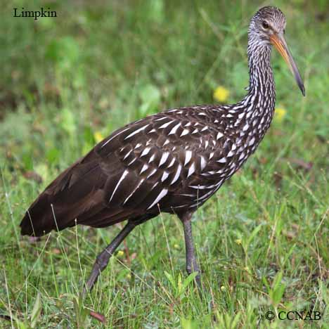 Limpkin