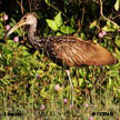 Limpkin range map