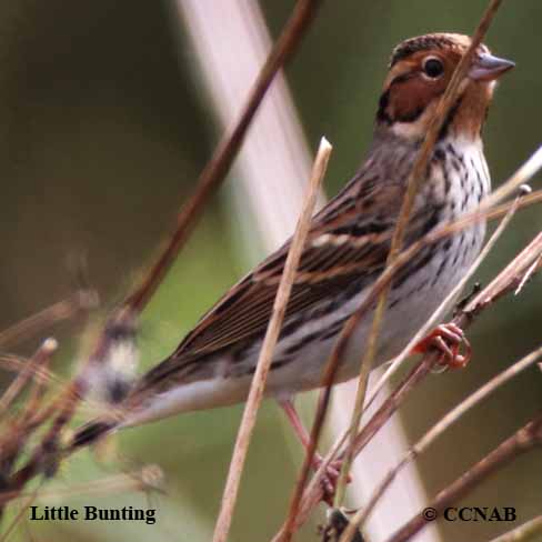 Birds of North America