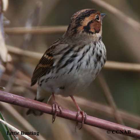 Birds of North America