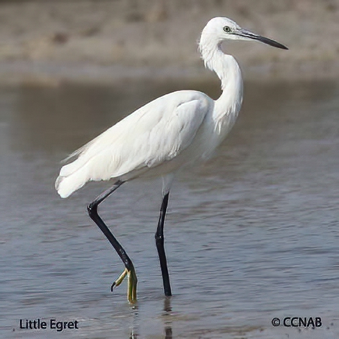 Birds of North America
