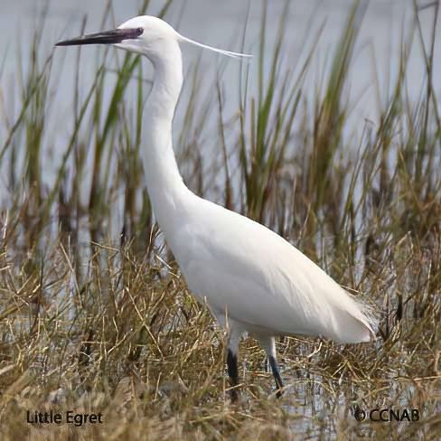 Birds of North America