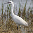 Little Egret range map