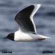 Little Gull