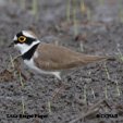 Little Ringed Plover range map