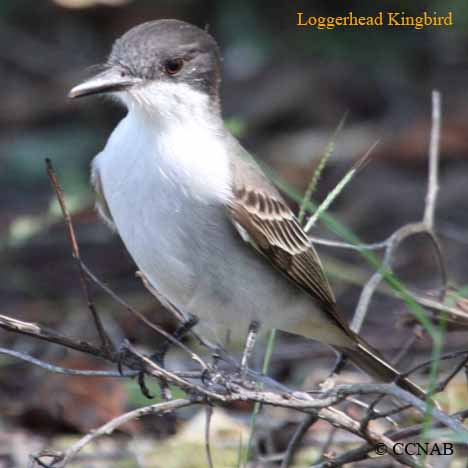 Loggerhead Kingbird