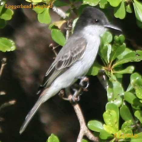 Loggerhead Kingbird