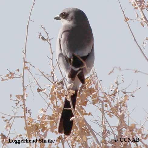 Birds of North America