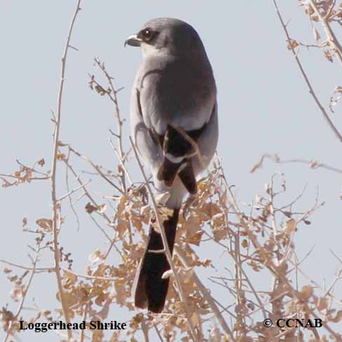 Loggerhead Shrike