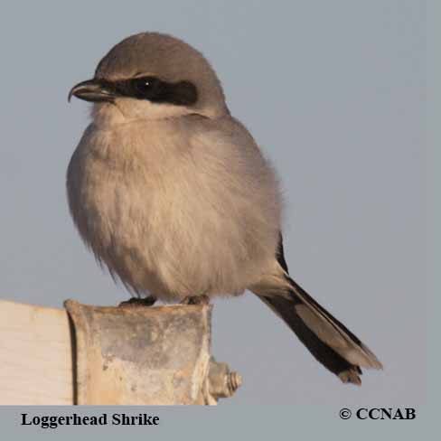 Loggerhead Shrike