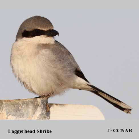 Loggerhead Shrike