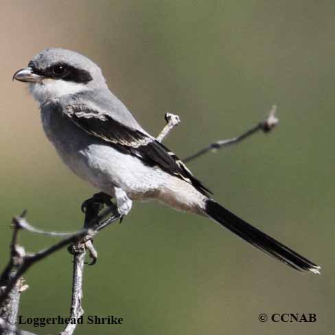 Loggerhead Shrike