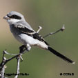 Loggerhead Shrike range map