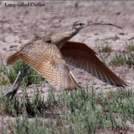 Long-billed Curlew