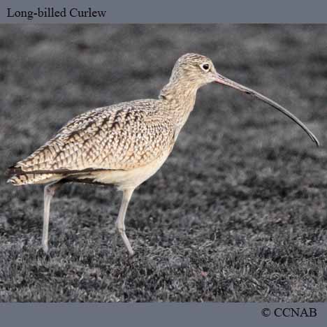 Long-billed Curlew