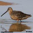 Long-billed Dowitcher range map